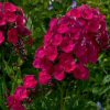 Phlox Paniculata Grenadine Dream